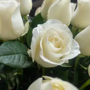 Pie de Caja Descanso en la Luz, Rosas Blancas en Honor Celestial, foto 3